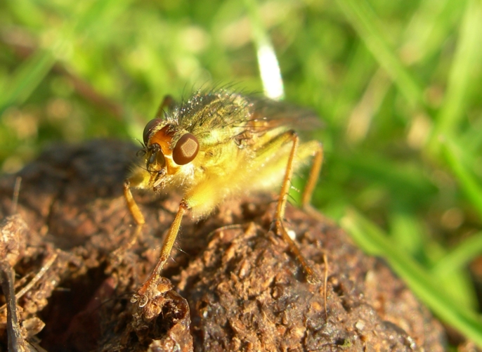 Scathophaga stercoraria (Scathophagidae).